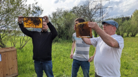 Bienenkrankheiten im Griff