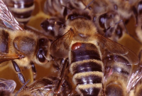 Krankheiten und Schädlinge der Honigbiene