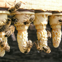 Kurs Königinnen- vermehrung